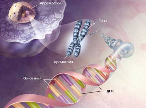 Молекула ДНК