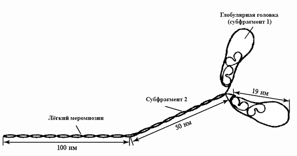Молекула  миозина