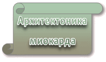Архитектоника миокарда