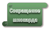 Сокращение миокарда