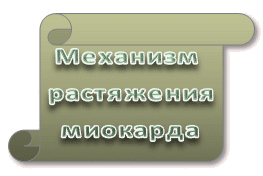 Механизм   растяжения   миокарда  