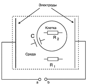 Модель электрических свойств биологических тканей